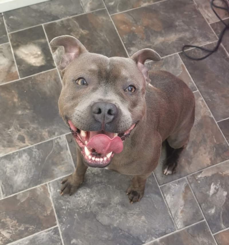 A blue staffie sitting on the slate-tiled floor indoors, looking up with its tongue out