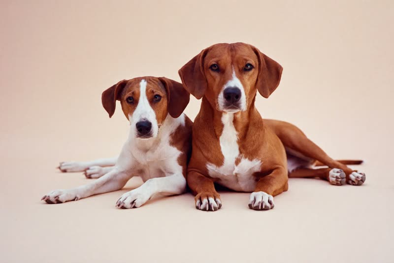 Two dogs sitting calmly side by side