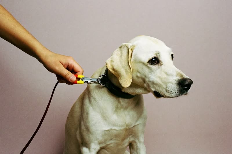 A hand clipping a lead onto a dog's collar