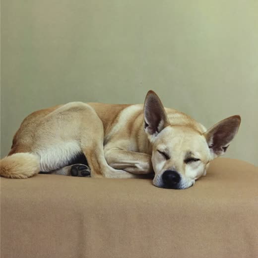A dog asleep curled on a blanket